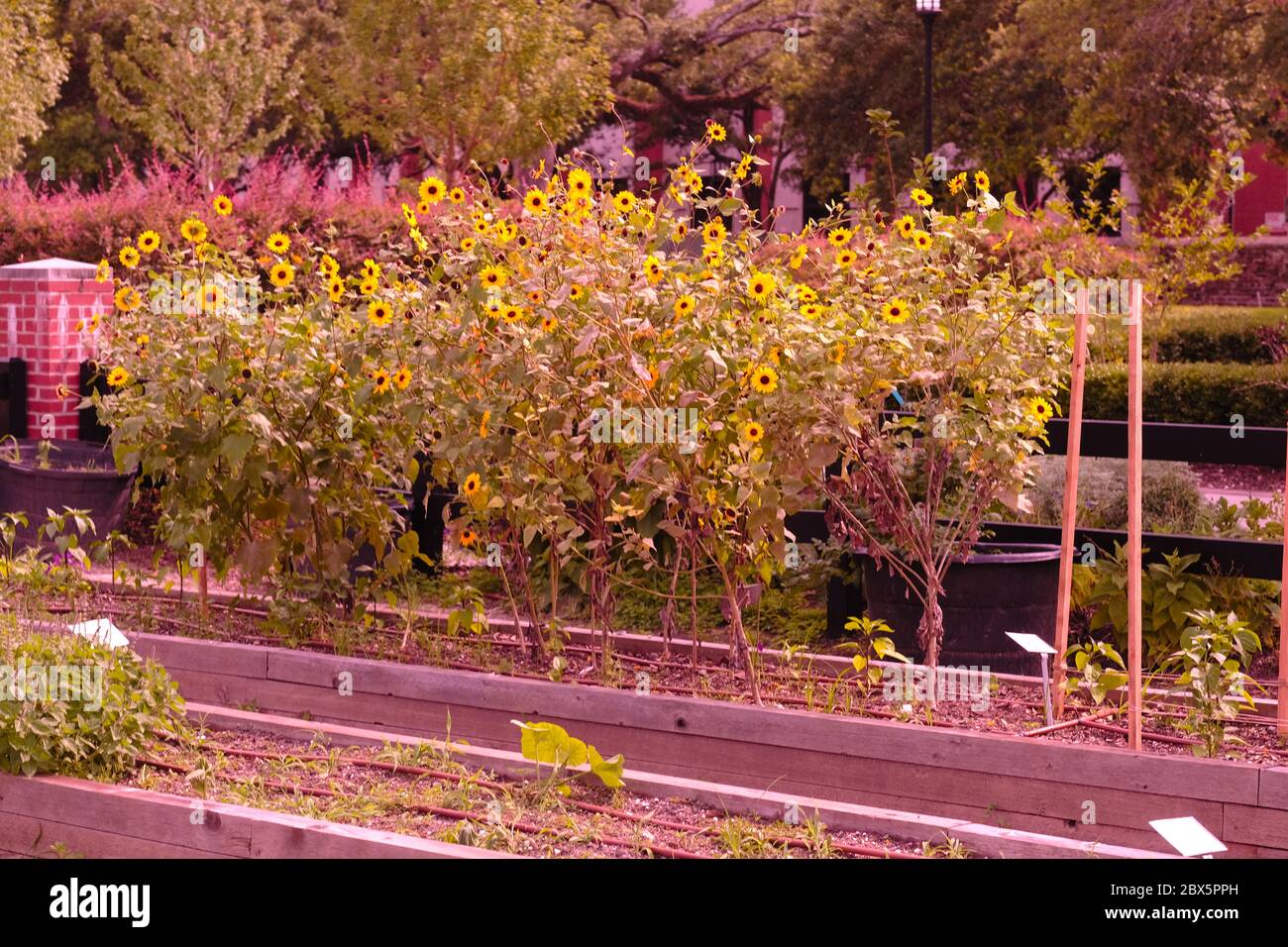 Giardino urbano con individui che lavorano per produrre Broccoli, mais, e altri prodotti e fiori per se stessi. Foto Stock