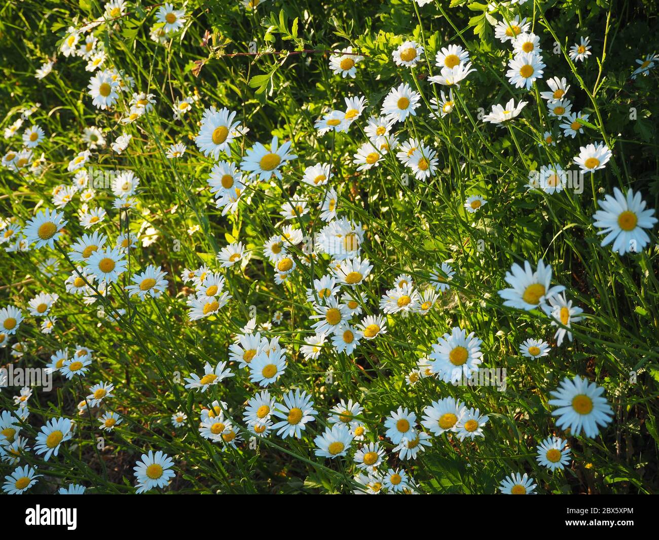 A metà serata sole a retroilluminarsi una verga piena di margherite occhio bue alla fine di maggio. Leucanthemum vulgare. Foto Stock