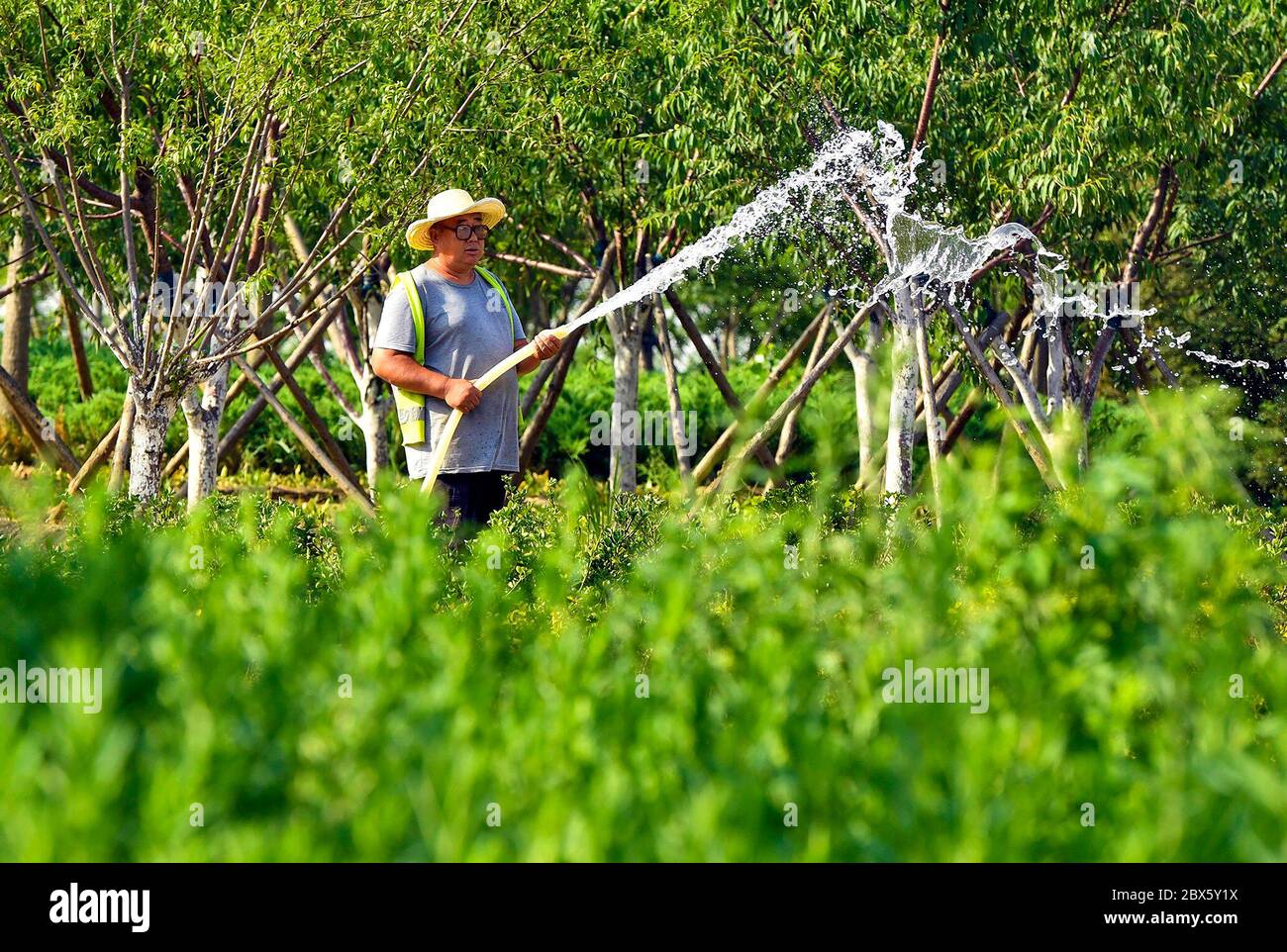 Wen'an, provincia cinese di Hebei. 5 Giugno 2020. Un operaio irriga le piante lungo un viale nella contea di Wen'an, nella provincia di Hebei, 5 giugno 2020. Integrando la costruzione urbana con la rimboschimento, Wen'an ha fatto sforzi per raggiungere l'armonia tra l'uomo e la natura negli ultimi anni. Attualmente la contea vanta un tasso di copertura forestale del 33% e un tasso di area verde urbana del 36.48%. Credit: Yuyu/Xinhua/Alamy Live News Foto Stock