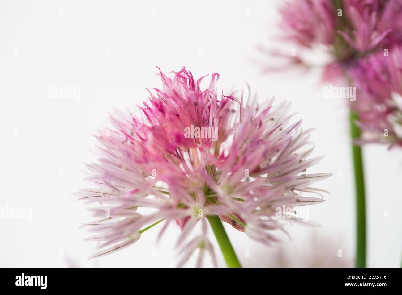 Aglio rosa fiore su sfondo bianco Allium roseum (Rosy aglio) Foto Stock
