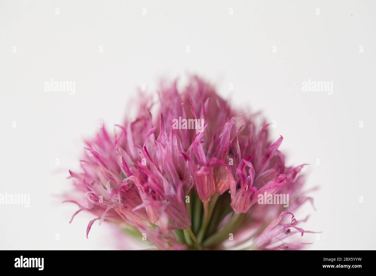 Aglio rosa fiore su sfondo bianco Allium roseum (Rosy aglio) Foto Stock