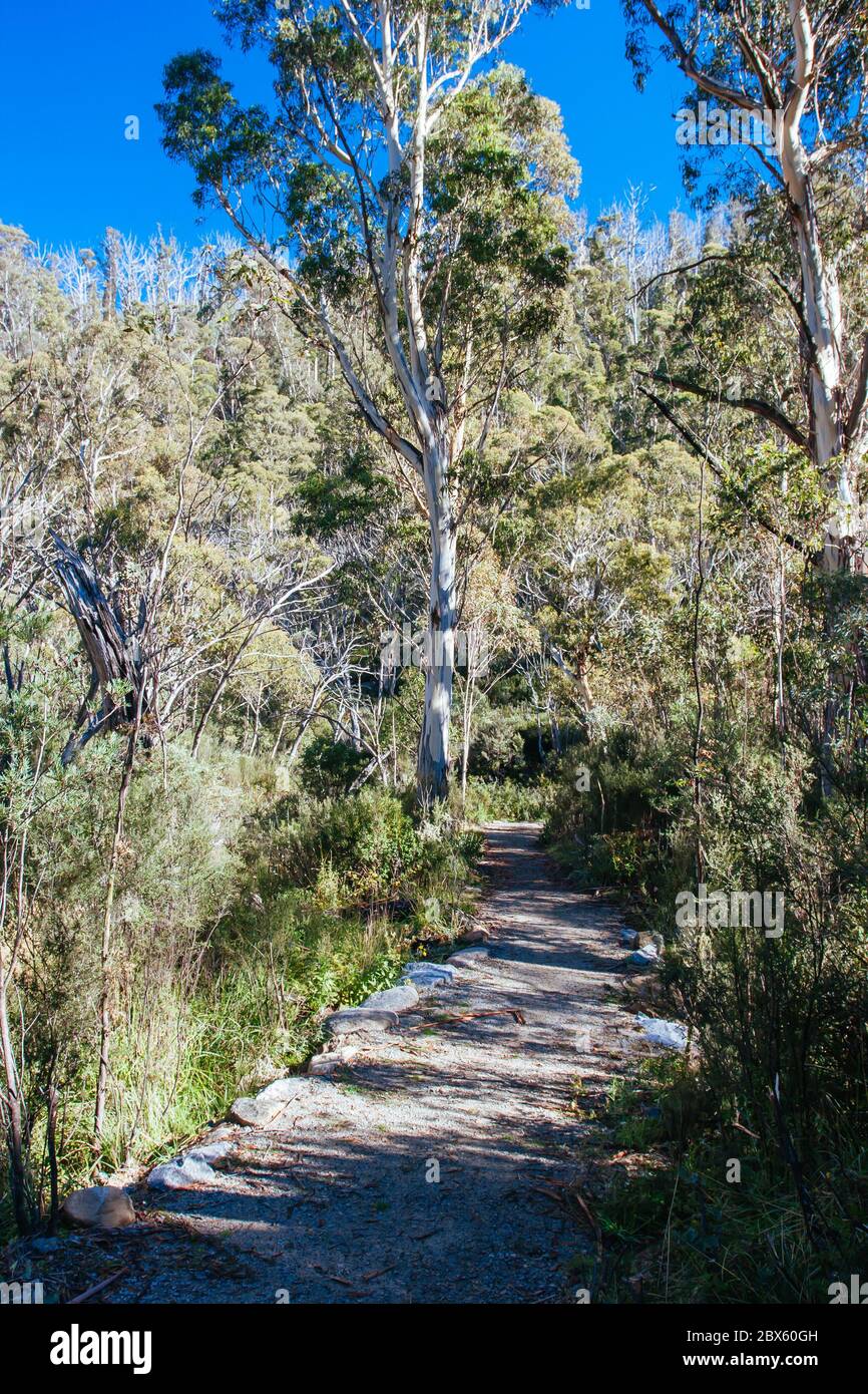Pista di Thredo Valley nel nuovo Galles del Sud Australia Foto Stock