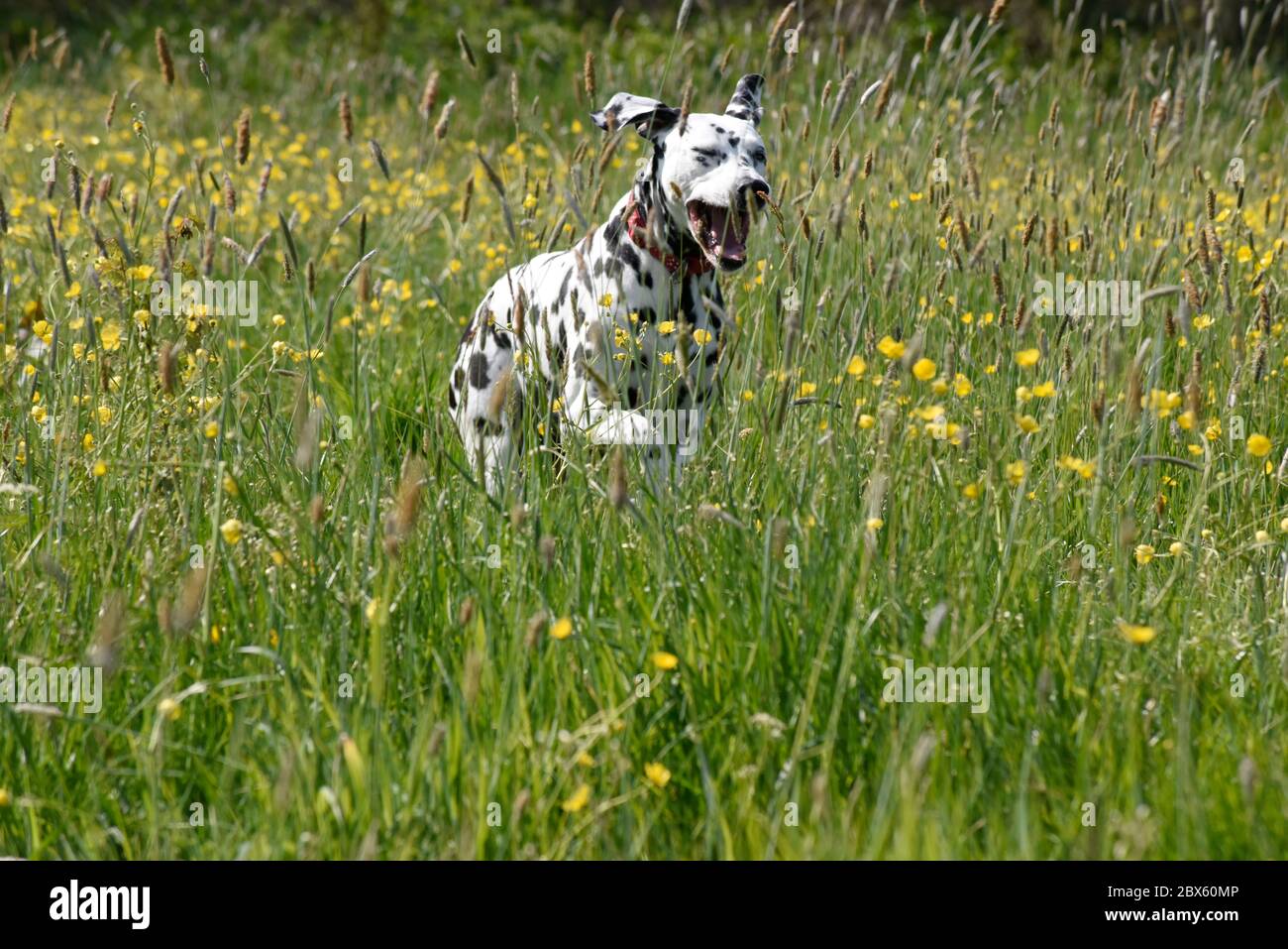 Dalmation cane da corsa e in piedi in prato con farfalle, Wiltshire, Inghilterra, UK Foto Stock