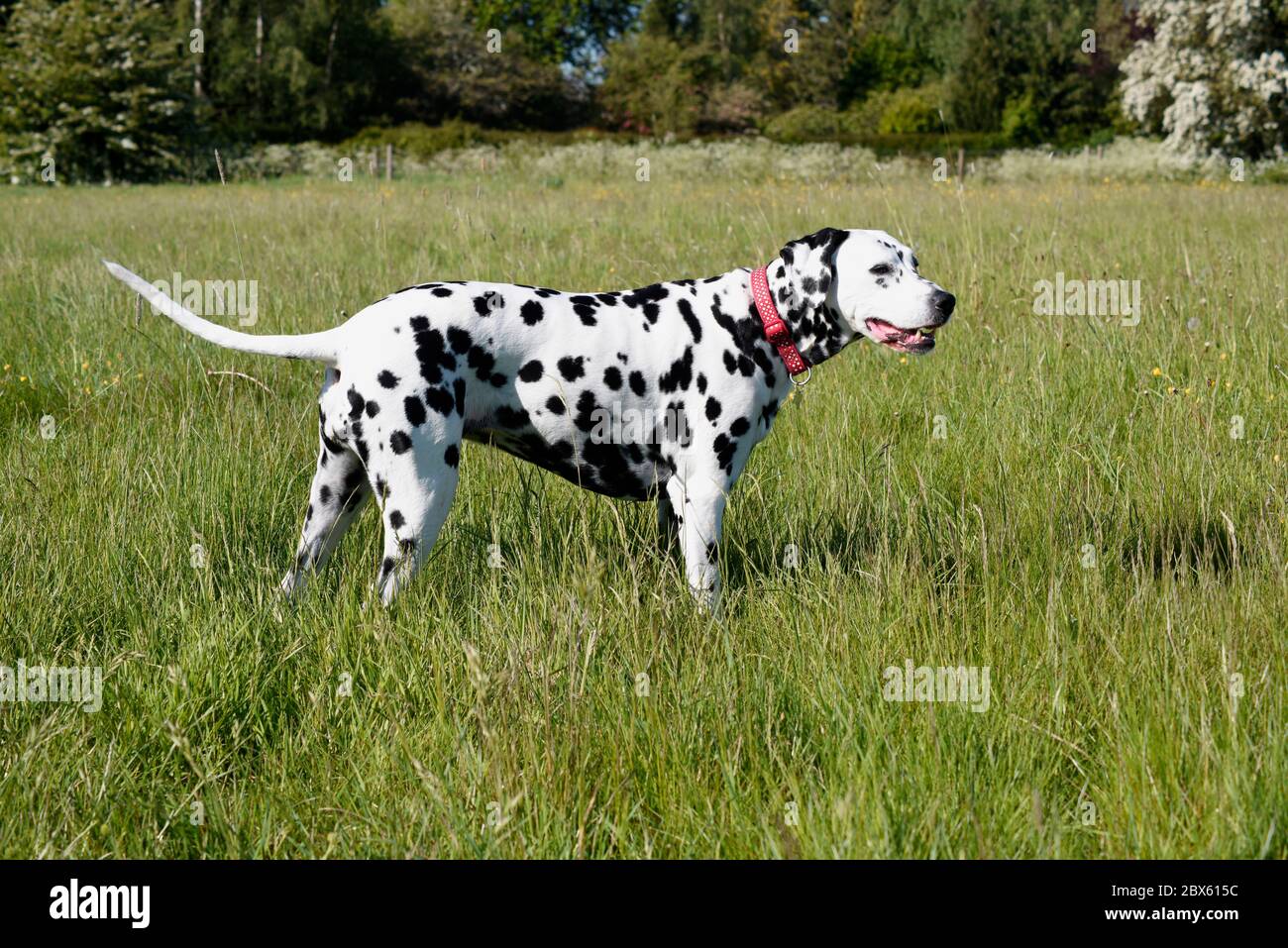 Dalmation cane da corsa e in piedi in prato con farfalle, Wiltshire, Inghilterra, UK Foto Stock