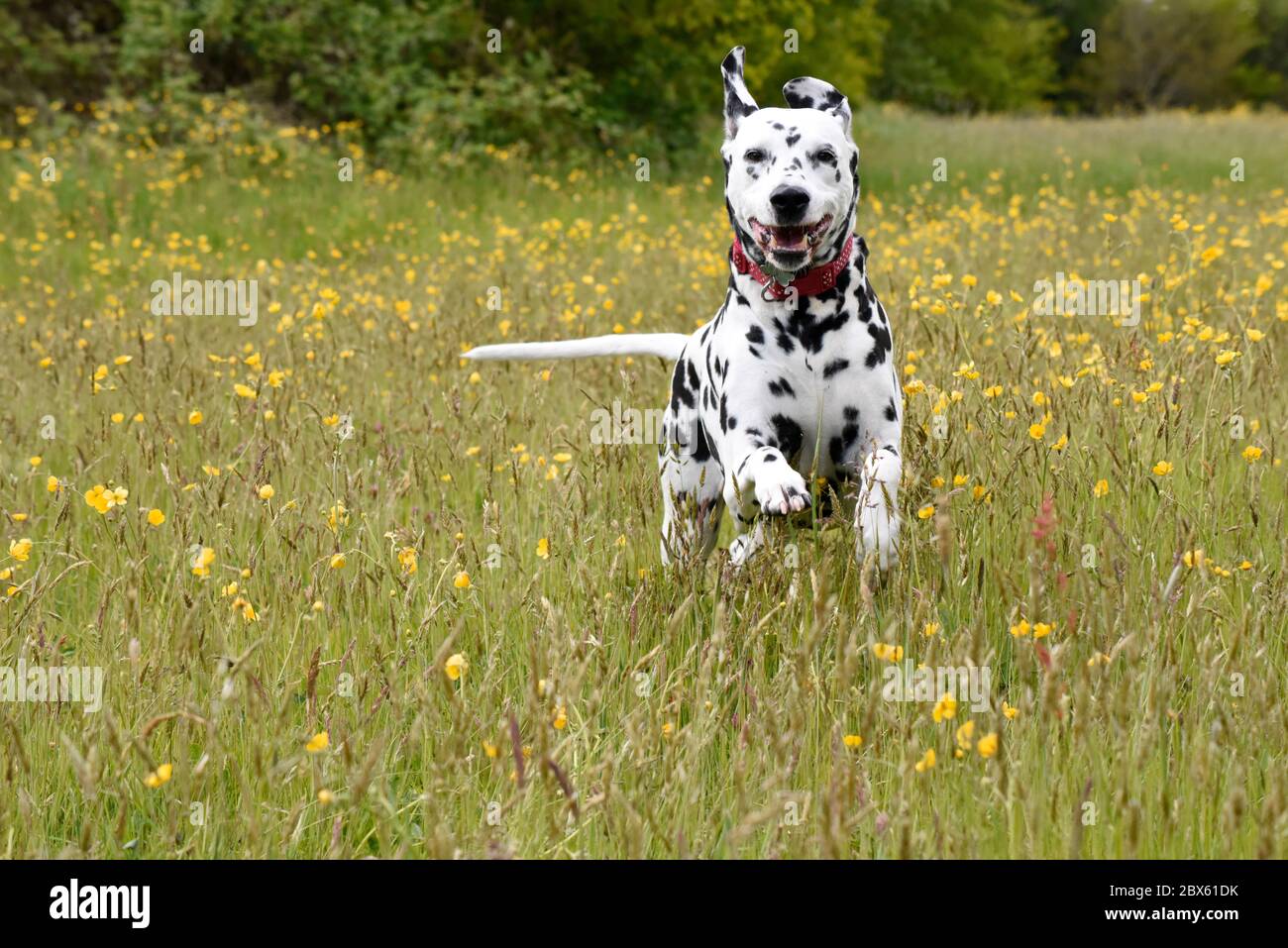 Dalmation cane da corsa e in piedi in prato con farfalle, Wiltshire, Inghilterra, UK Foto Stock