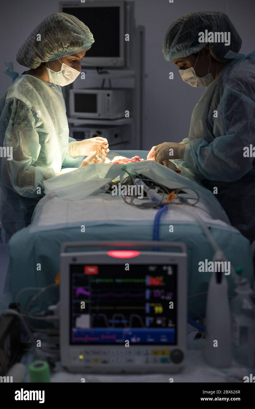 Le veterinari femminili effettuano la chirurgia di sterilizzazione del gatto e cucisce la ferita, monitor di anestesia offuscato in primo piano. Chirurgia veterinaria, operazione, la Foto Stock