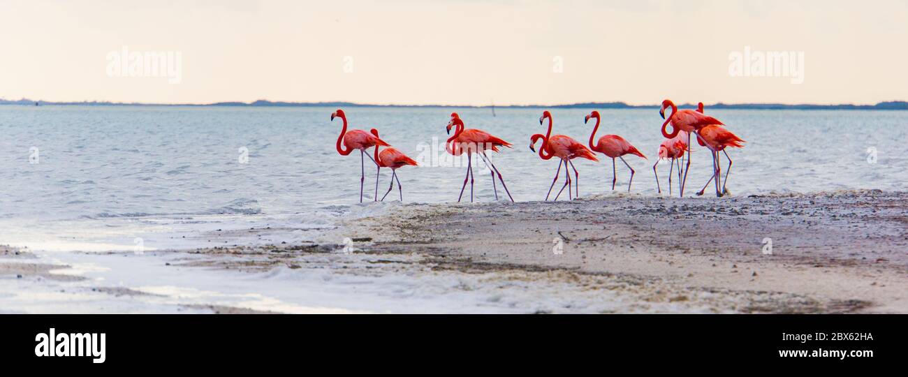 Fenicotteri sulla laguna della riserva naturale di Ria Lagartos Foto Stock