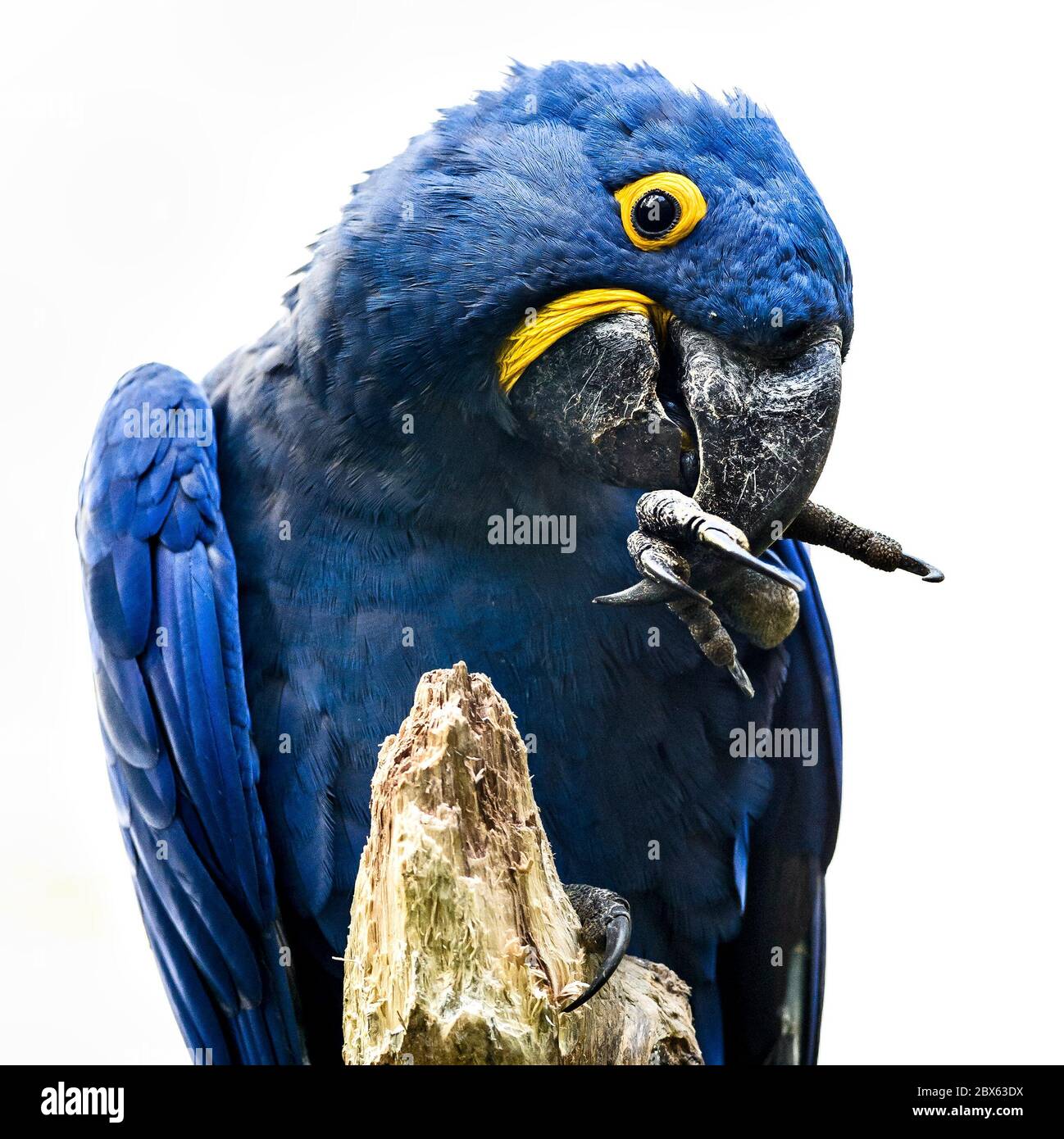 Giacinto Macaw - Anodorhynchus hyacinthinus, bel pappagallo blu dalle foreste sudamericane, bacino amazzonico, Brasile. Foto Stock