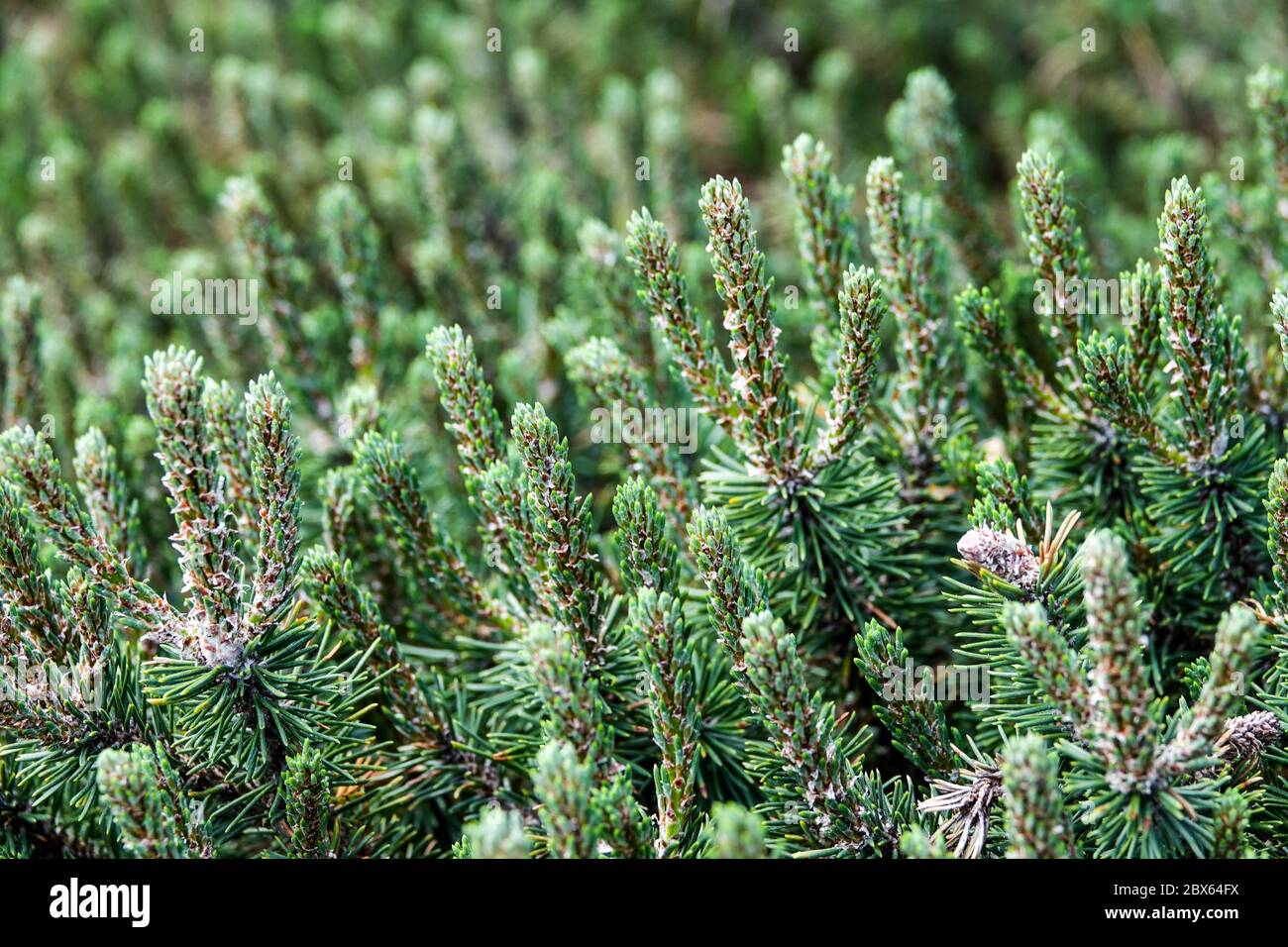 Pinus unchinata "Kissen" Foto Stock
