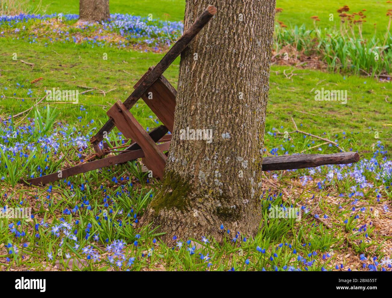 antico coltivatore a ruote agricole appoggiato su un albero in primavera Foto Stock