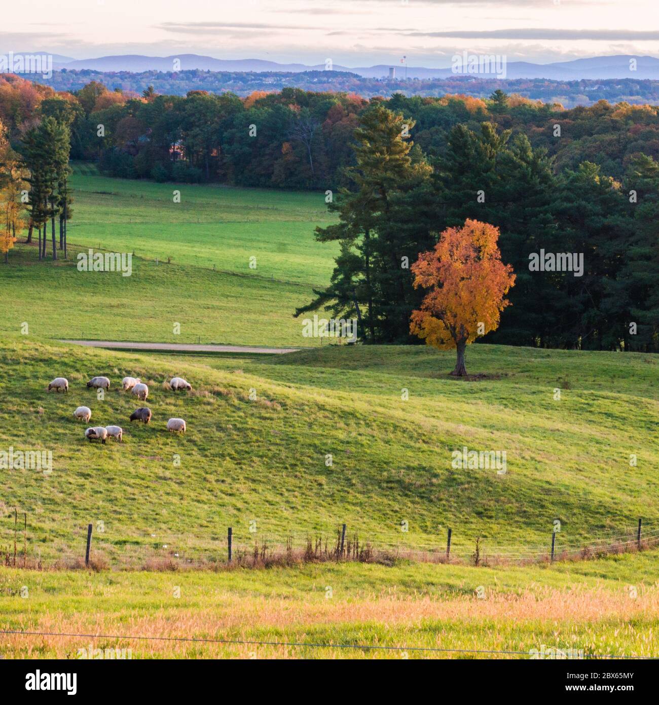 pascolo di pecora su prato di fattoria in mattina presto di autunno Foto Stock