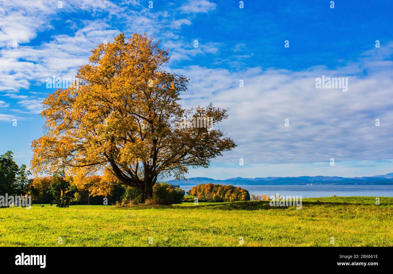 Albero in oro autunno fogliame con il lago Champlain e le montagne Adirondack a New York Foto Stock
