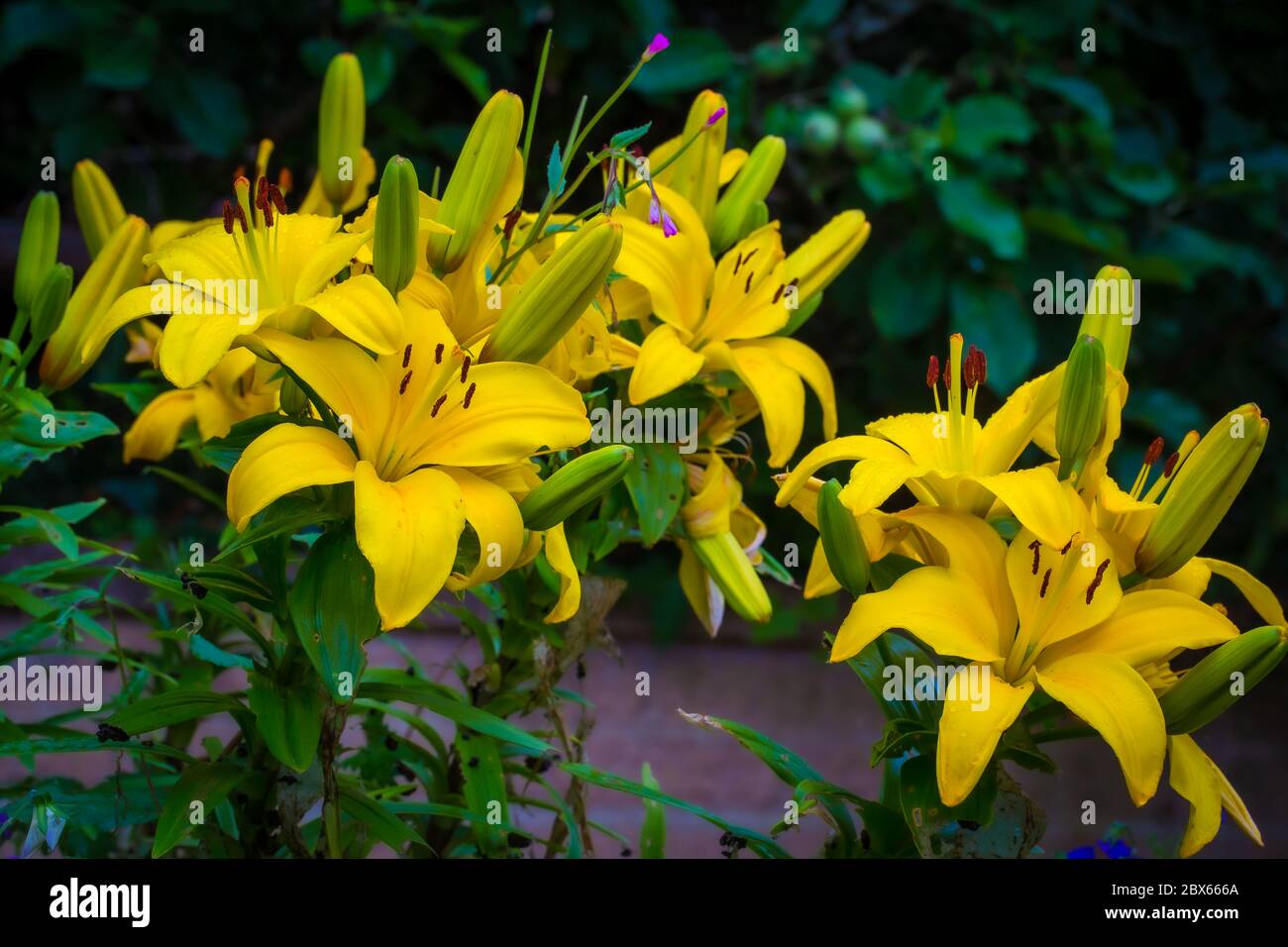 Giglio giallo, Kent. REGNO UNITO Foto Stock