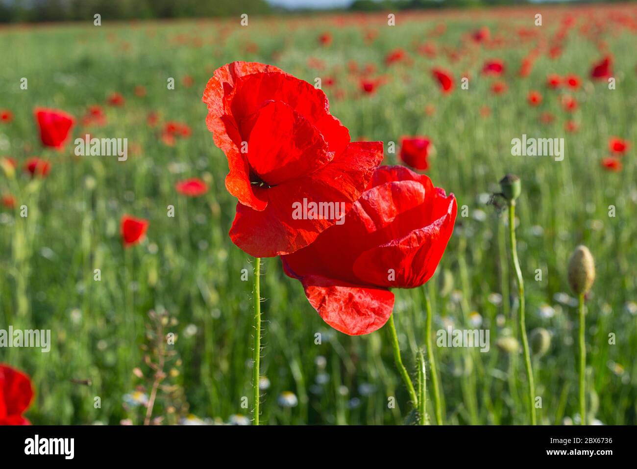 Campo papavero. Papavero rosso. Papavero estivo. Bellissimo campo di papavero con cielo blu. Foto Stock