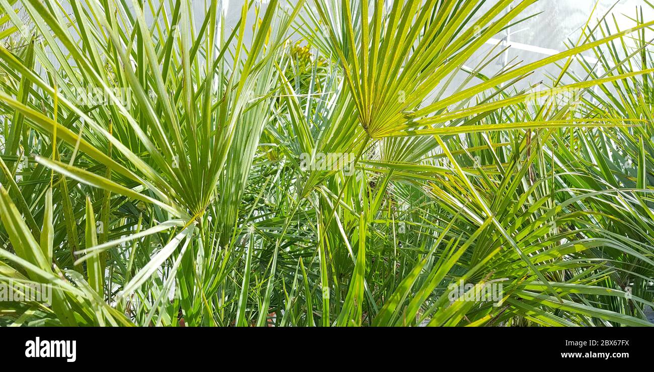 Macro foglie di Yucca pianta panorama sfondo verde Foto Stock