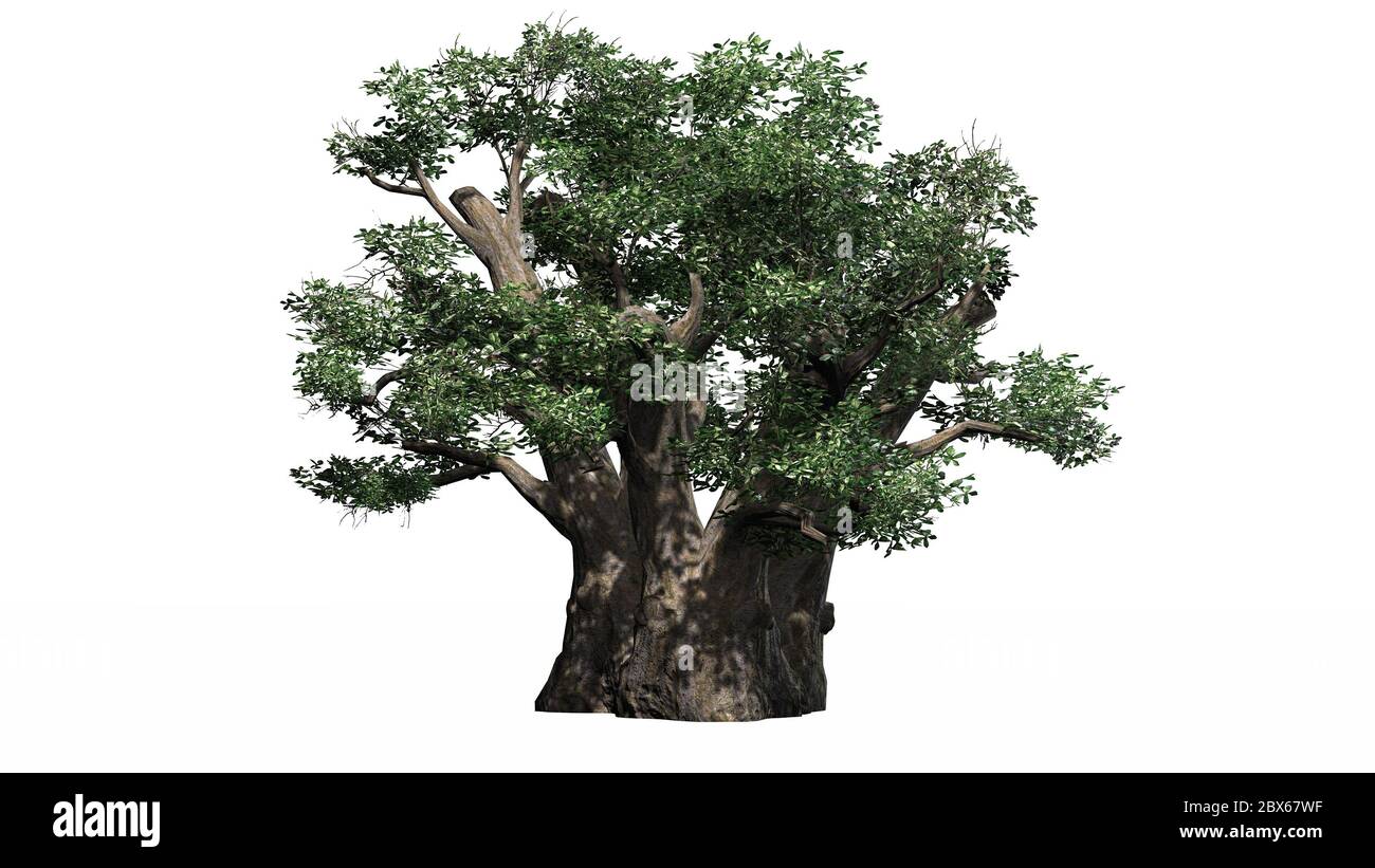 Albero africano Baobab - isolato su sfondo bianco Foto Stock