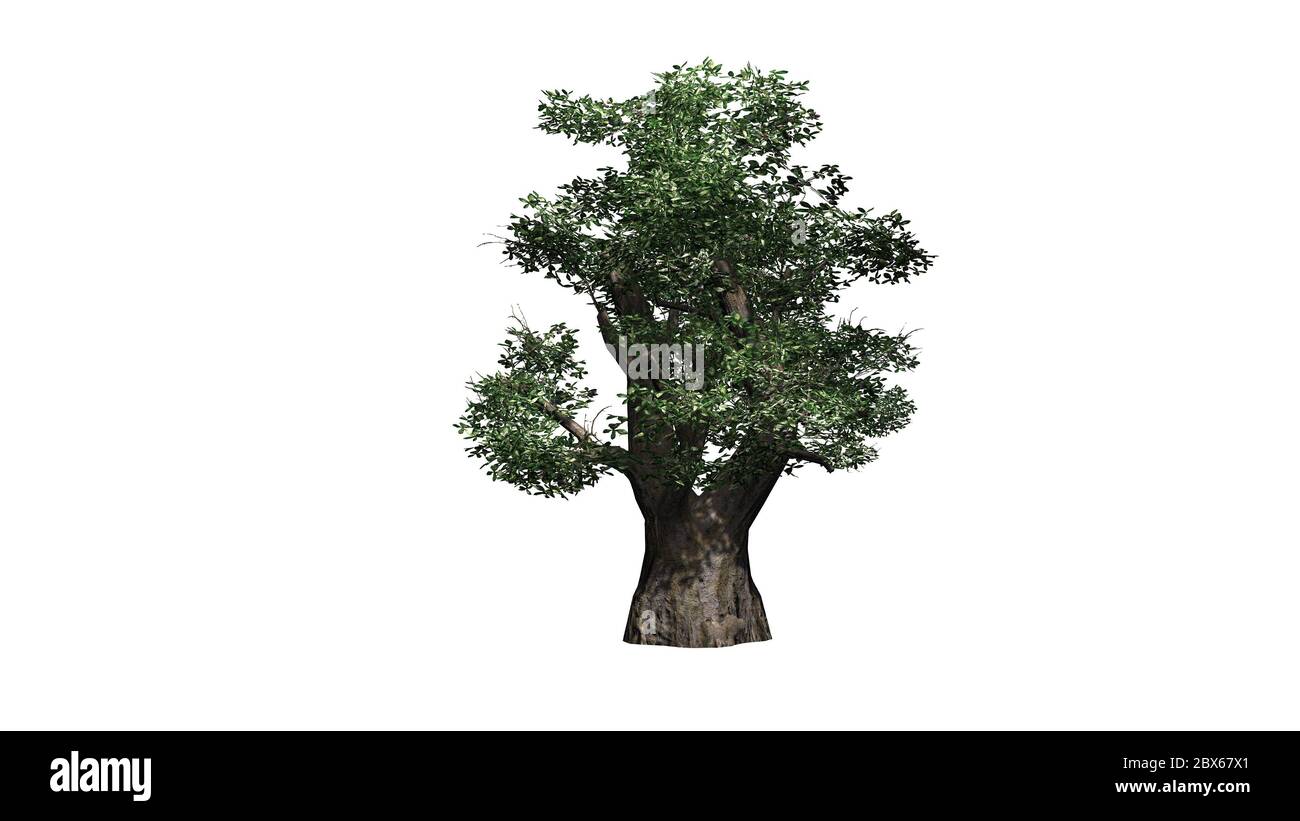 Albero africano Baobab - isolato su sfondo bianco Foto Stock