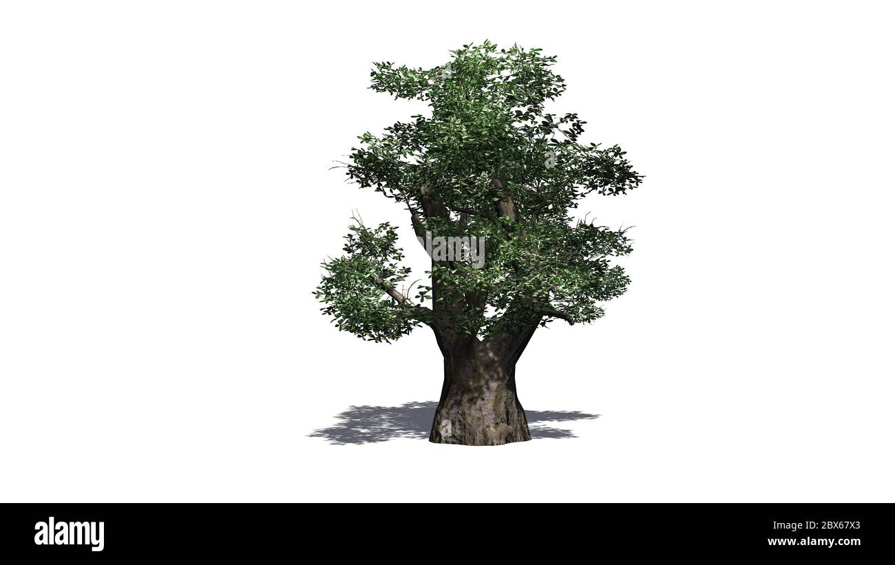 Albero africano Baobab con ombra sul pavimento - isolato su sfondo bianco Foto Stock