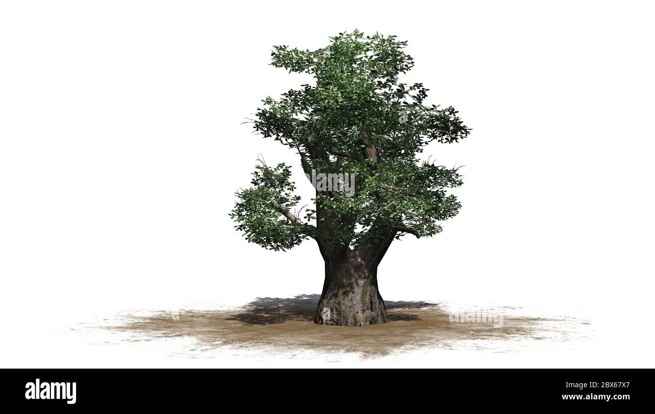 Baobab africano albero su area di sabbia - isolato su sfondo bianco Foto Stock