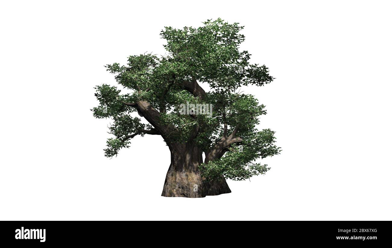 Albero africano Baobab - isolato su sfondo bianco Foto Stock
