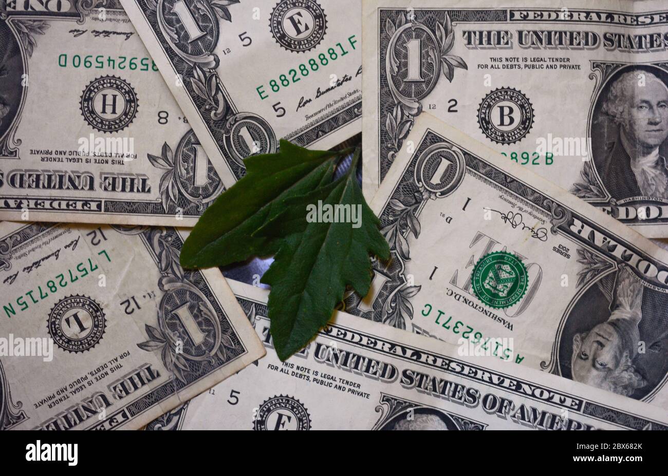 Due foglie verdi che giacciono sulla banca americana del dollaro note.dollar e foglia di albero Foto Stock