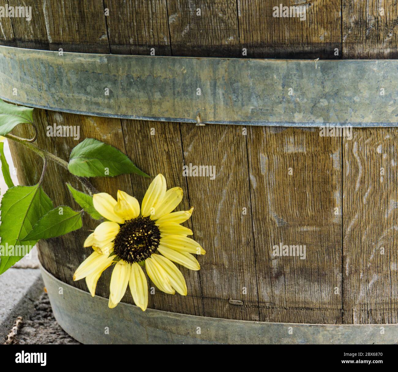 Botte di vino con girasole in un vigneto della Okanagan Valley nella British Columbia, Canada Foto Stock