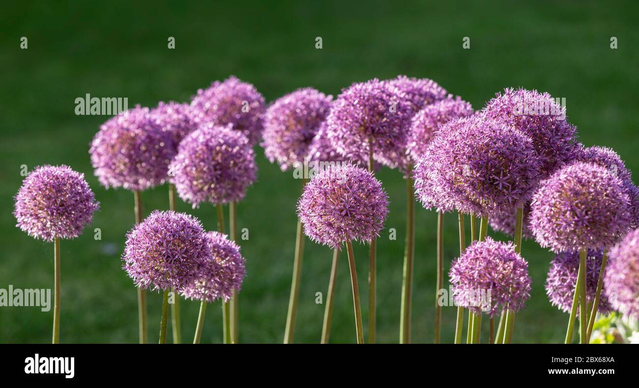 Allium globemaster in fiore pieno in un giardino Devon Foto Stock