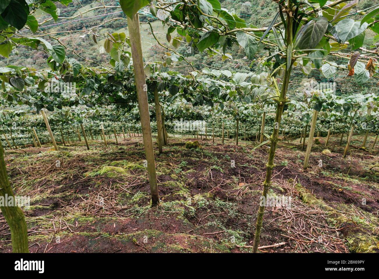 granadilla, colture passiflora, frutti appesi al trellis, ancora frutti verdi Foto Stock
