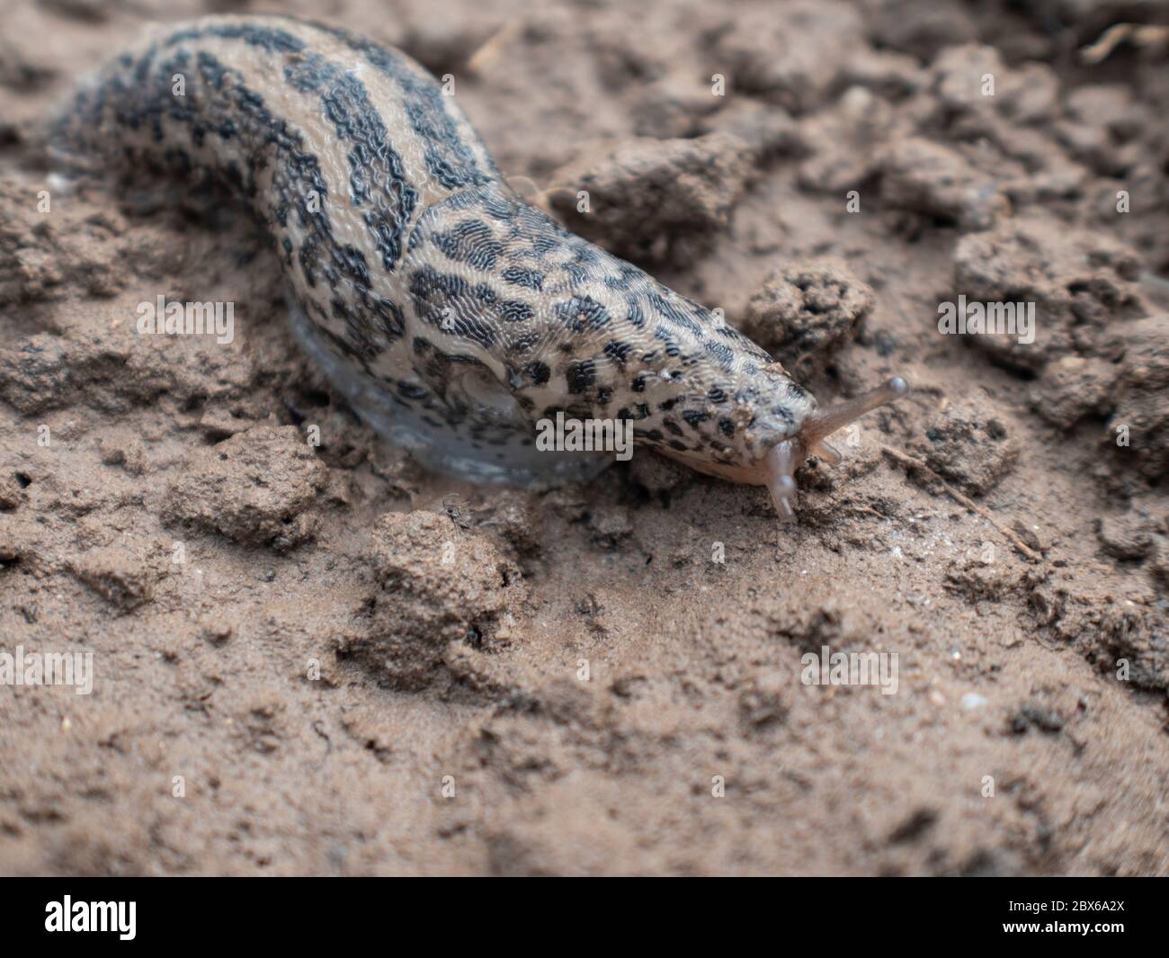 Panino da giardino gigante europeo, grande slug grigio, slug da giardino macchiato, Limax maximus Foto Stock