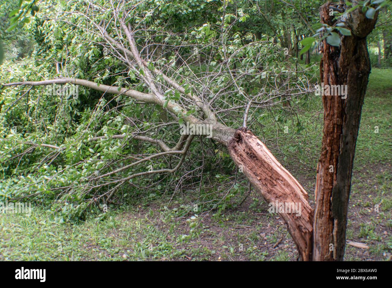 La rottura di un albero di prugna da un vento. Danni provocati dalla tempesta Foto Stock