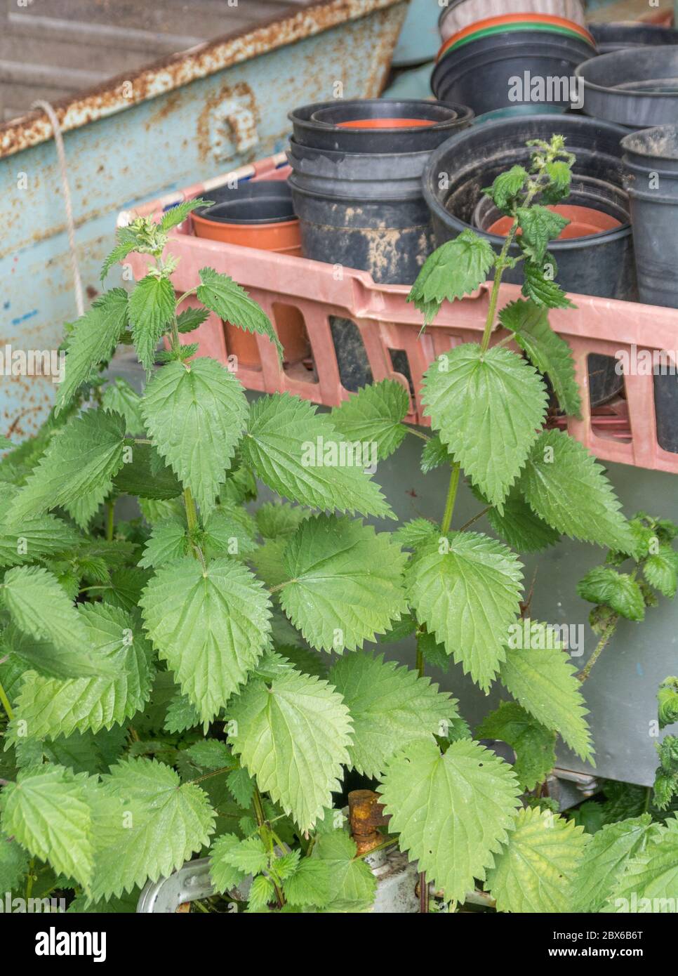 Ortica patch / foglie di ortica / Urtica dioica in estate sole in cortile. Ex pianta medicinale per rimedi a base di erbe, commestibile troppo cotto. Foto Stock