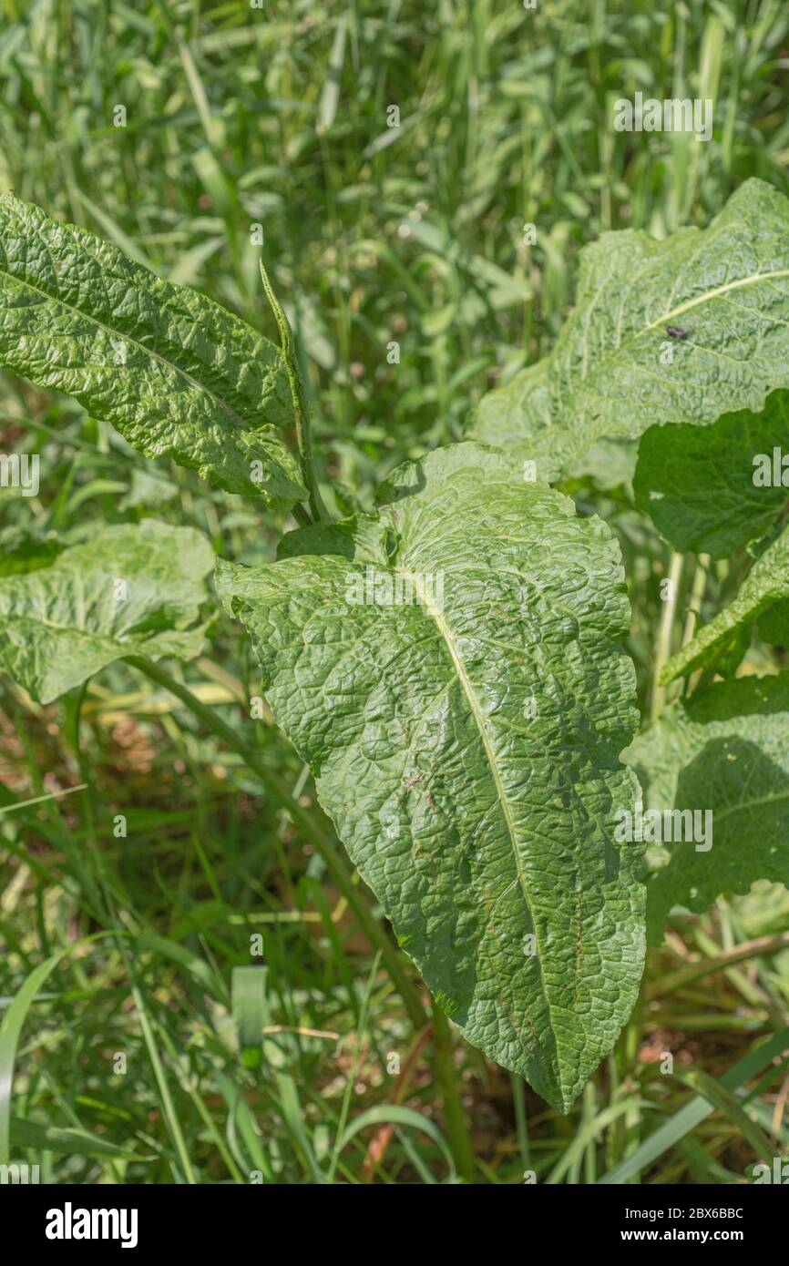 Di latifoglie / Dock Rumex obtusifolius cresce su strada orlo. Lo sfregamento delle foglie di di latifoglie Dock è un tradizionale kids' rimedio per le punture di ortica Foto Stock