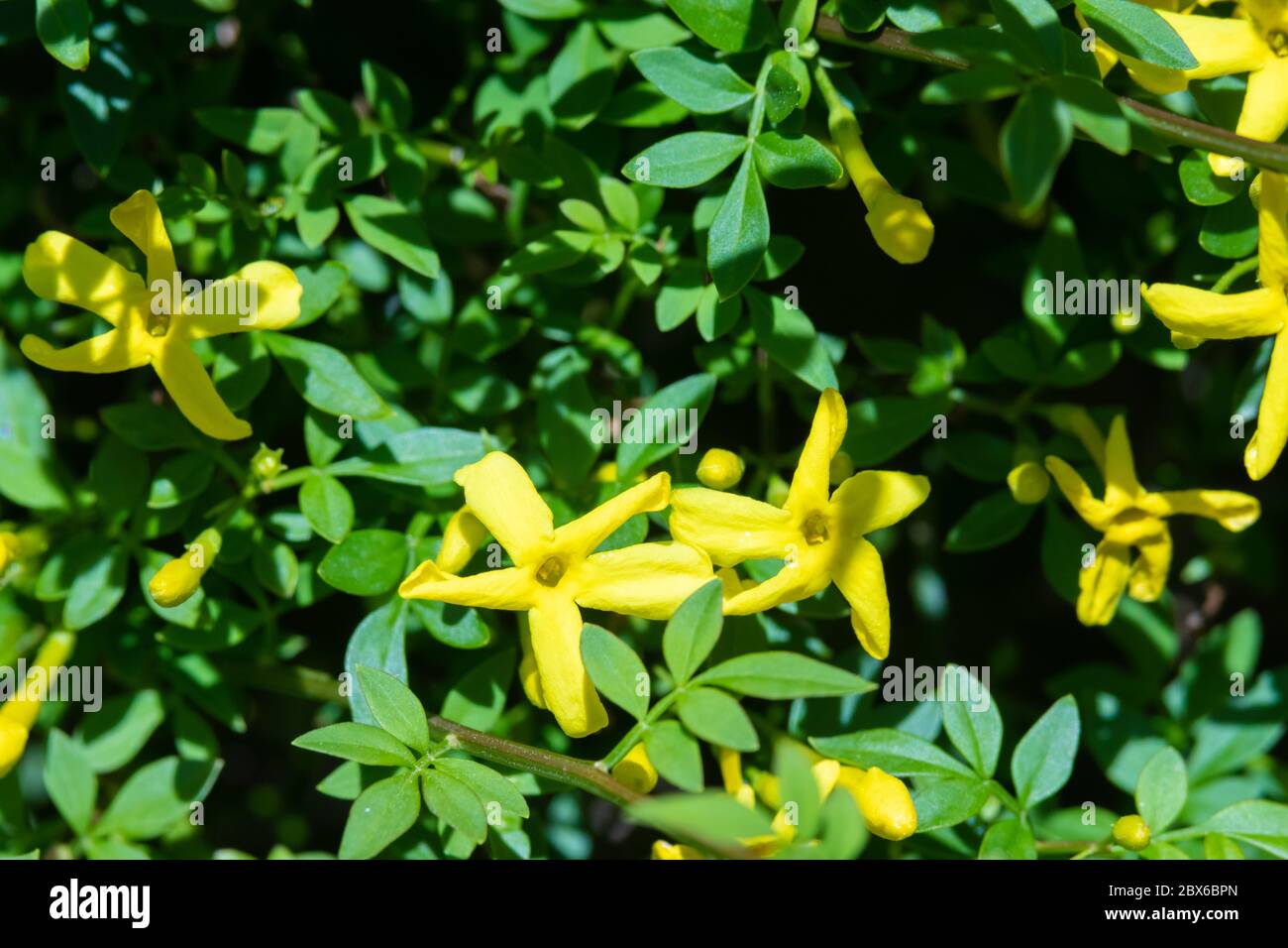 Comune gelsomino giallo Foto Stock