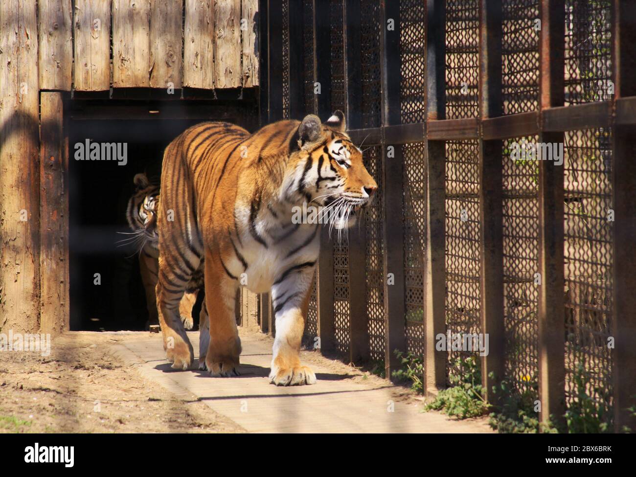 Tigre indiana bloccata in gabbia presso lo zoo di Bucarest, Romania Foto Stock