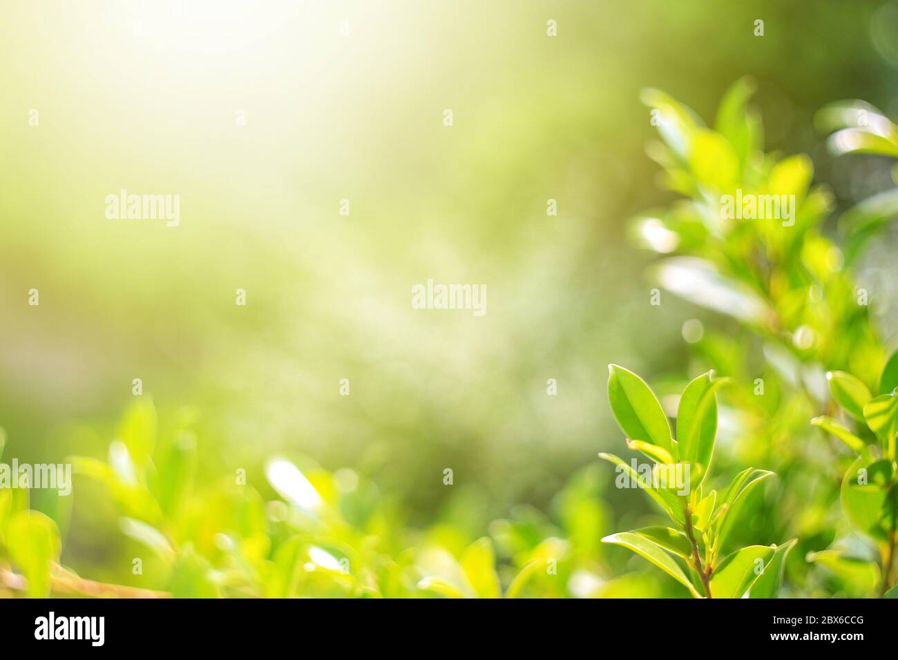 Natura foglia verde nel Garden.Concept foglie biologiche verde e pulita ecologia in estate luce solare piante paesaggio. Bokeh sfocato verde chiaro uso tex Foto Stock