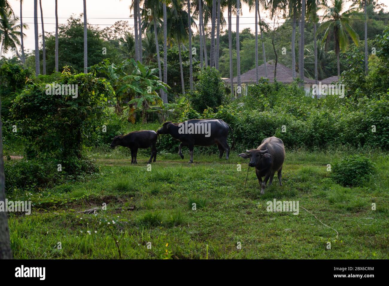 Un buffalo con grandi corna pende sul prato in una verde giungla tropicale. Foto Stock