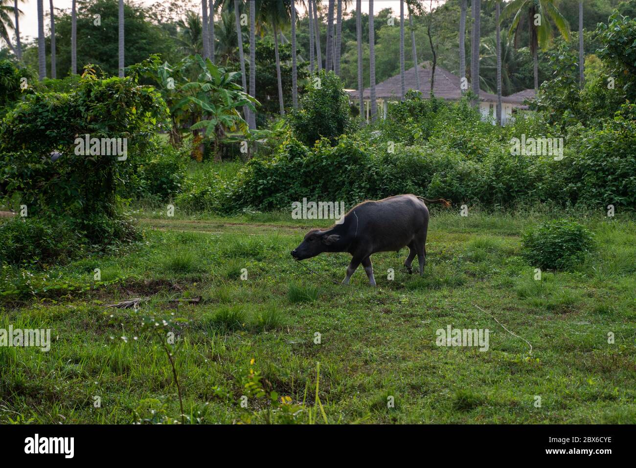 Un buffalo con grandi corna pende sul prato in una verde giungla tropicale. Foto Stock
