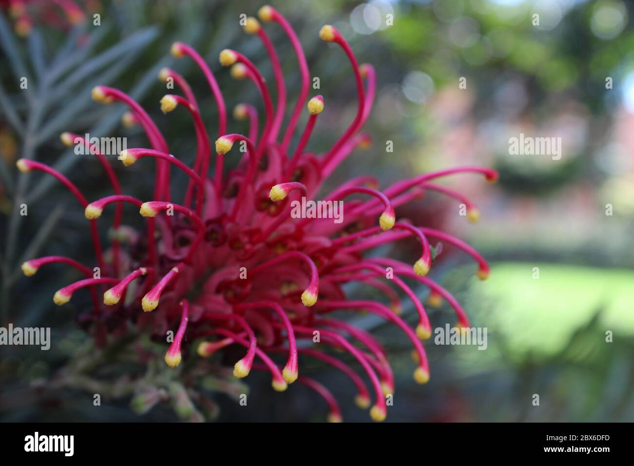 bel fiore di polpo rosso con punte gialle Foto Stock