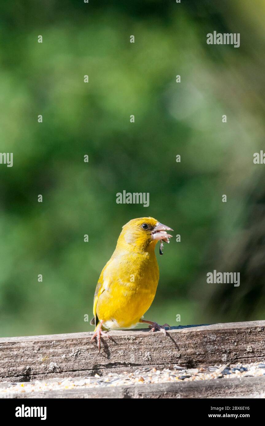 Verdino maschio, Carduelis chloris, su un tavolo da uccello. Foto Stock