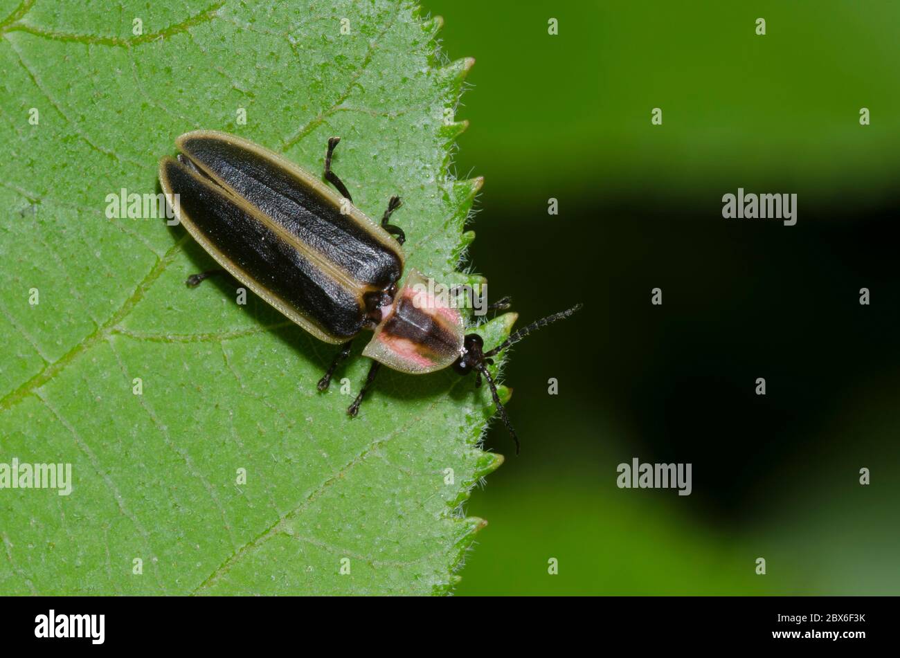 Firefly, Pyrattomena sp. Foto Stock