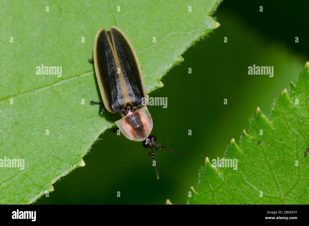 Firefly, Pyrattomena sp. Foto Stock