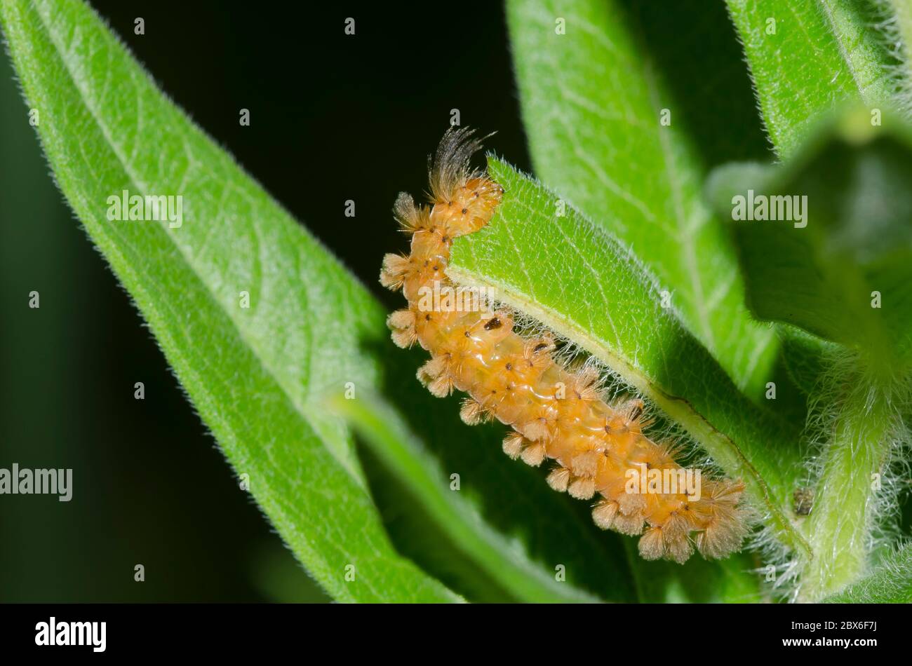 Cynia inaspettata, Cynia collaris, larva che si allatta su Arancio Milkweed, Aclepias tuberosa Foto Stock