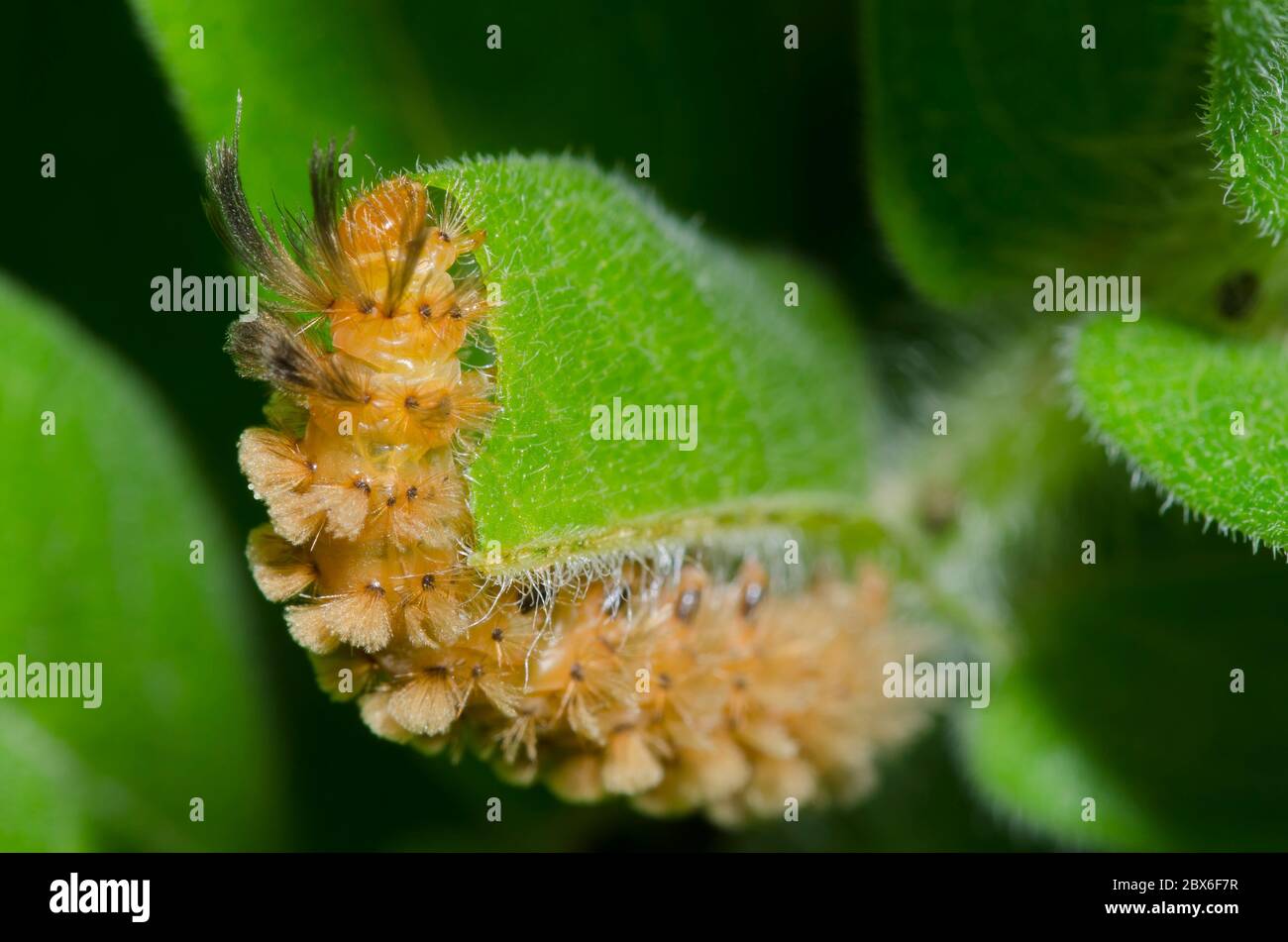 Cynia inaspettata, Cynia collaris, larva che si allatta su Arancio Milkweed, Aclepias tuberosa Foto Stock