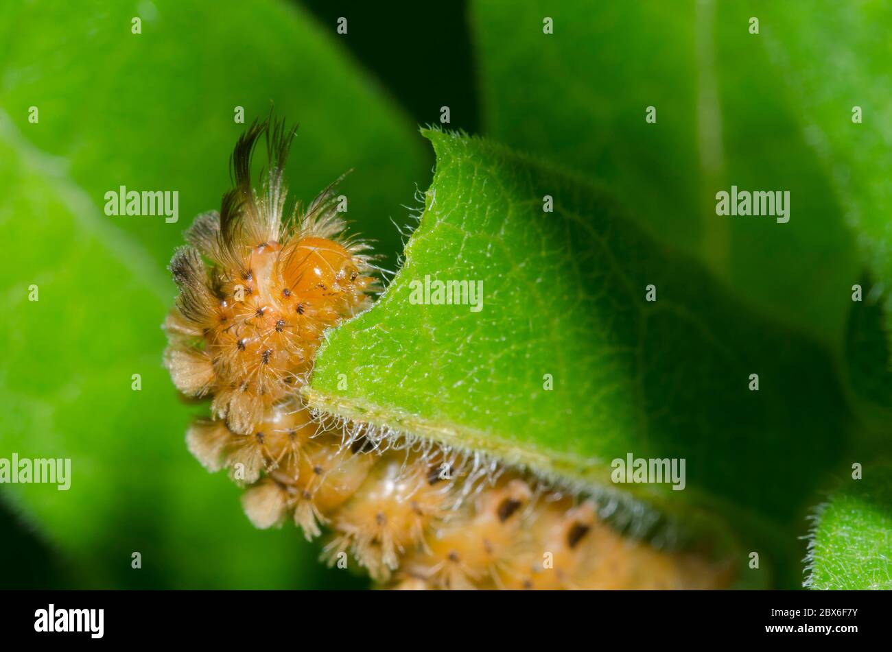 Cynia inaspettata, Cynia collaris, larva che si allatta su Arancio Milkweed, Aclepias tuberosa Foto Stock