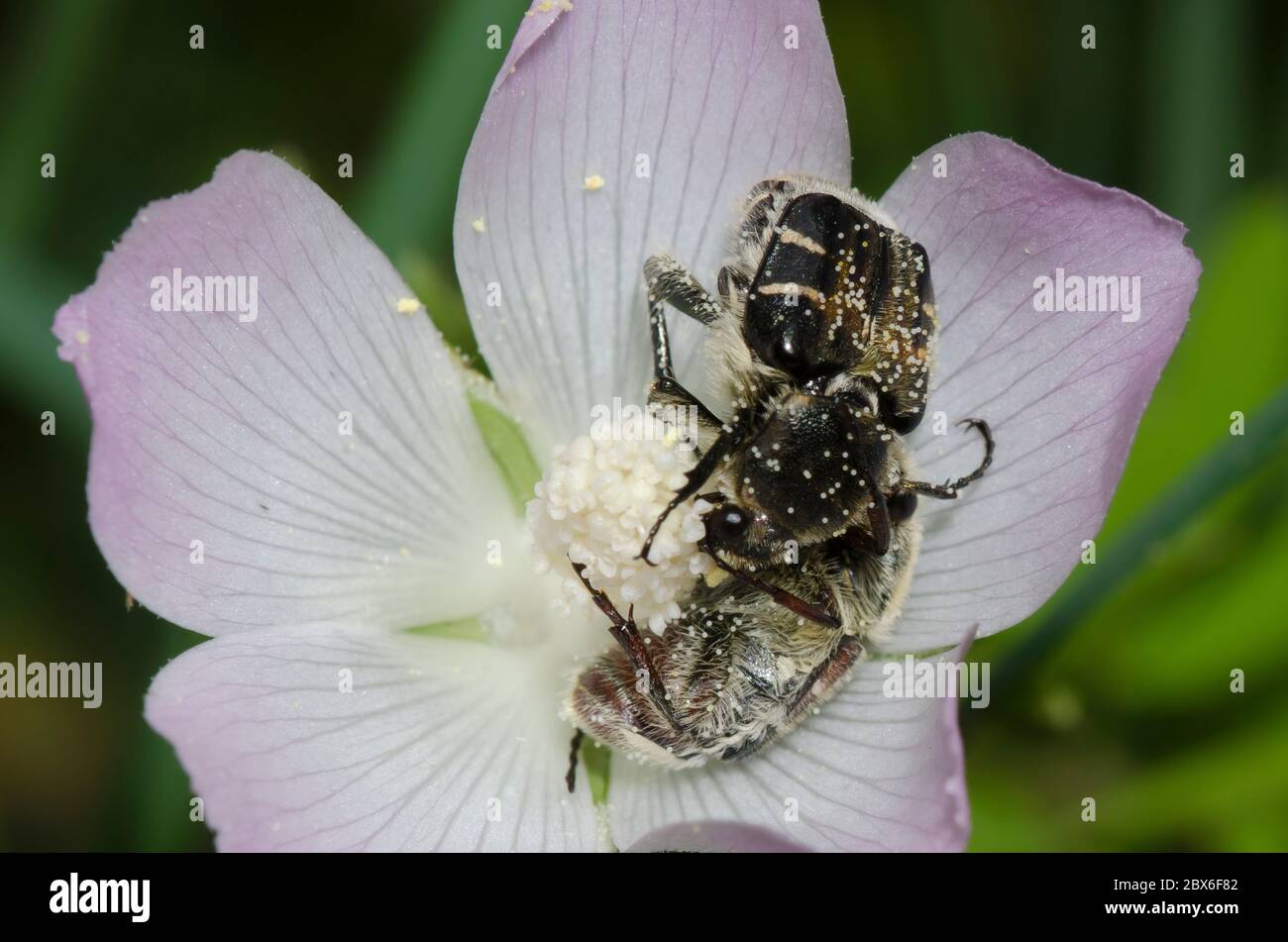 Caraffe di fiori, Trichiotinus sp., ricoperti di polline e nutriti in poppimbi leggeri, Alcaeoides Callirhoe Foto Stock