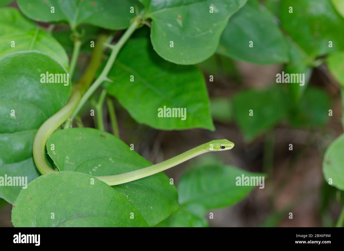 Serpente verde grezzo, Ofeodrys aestivus, mimetizzato in sottobosco forestale Foto Stock