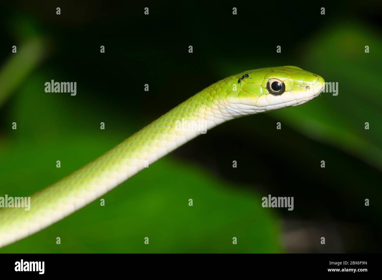 Serpente verde grezzo, Ofeodrys aestivus, con formica, Monomorio sp., strisciando sulla testa Foto Stock