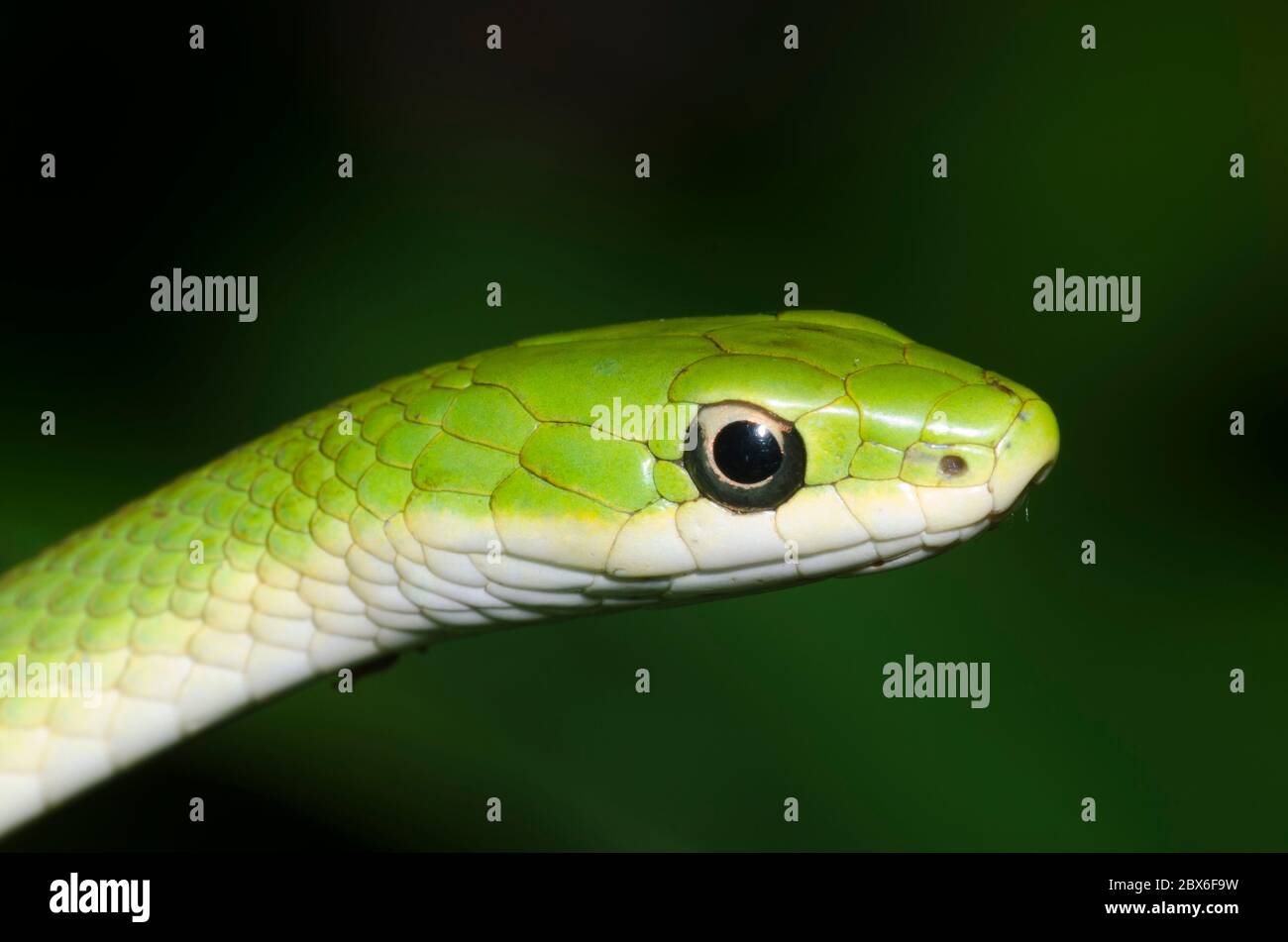 Serpente verde ruvido, Ofeodrys aestivus Foto Stock
