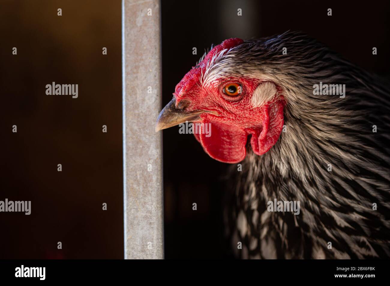 Gallina guardando a sinistra nella casella di nidificazione Foto Stock