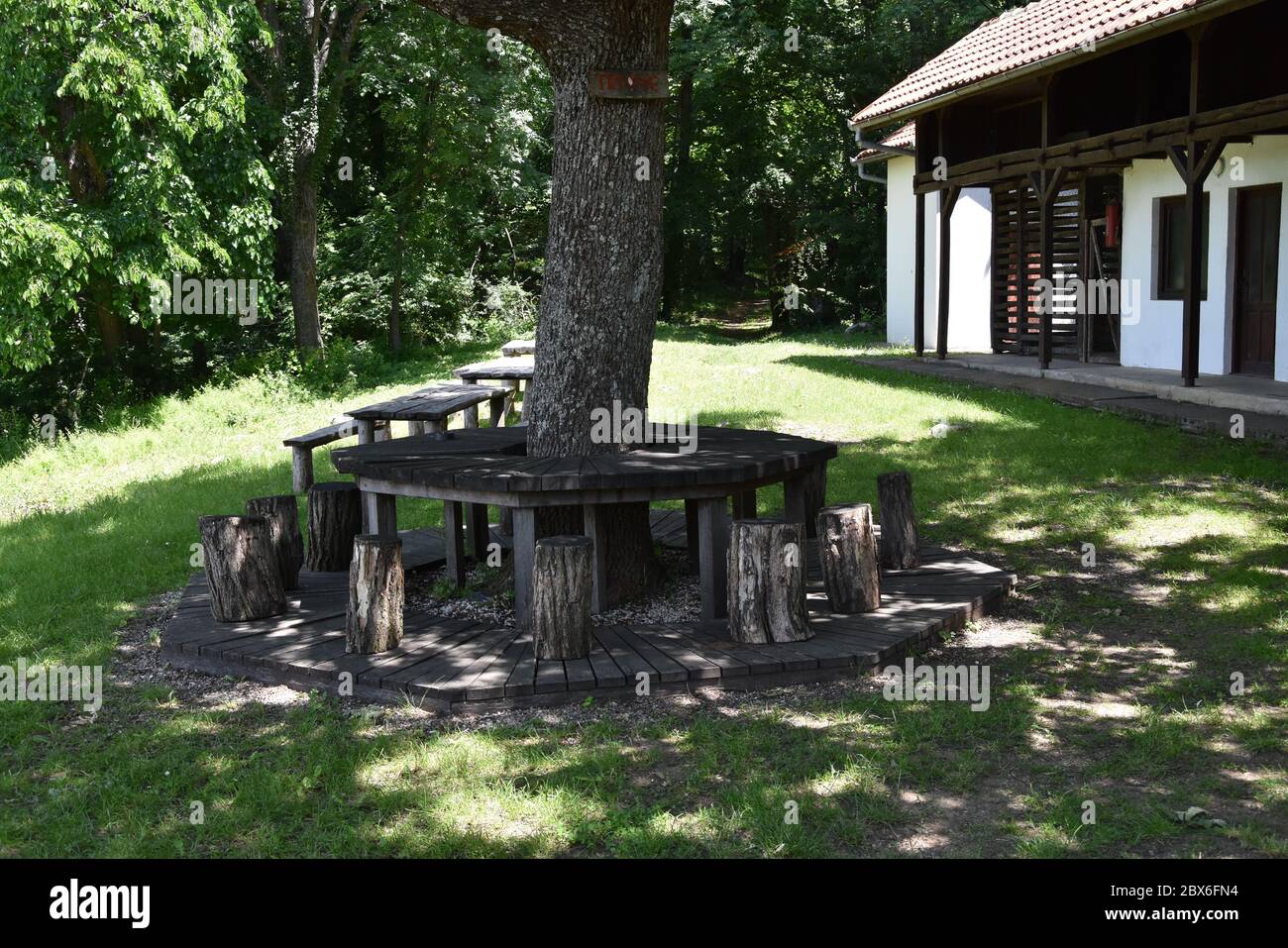 Tavolo in legno e sgabelli in ceppi intorno all'albero Foto stock - Alamy